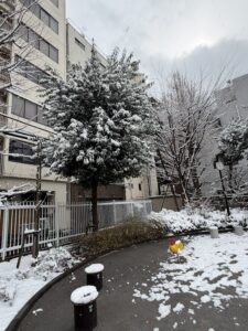 投稿についてもっと詳しく 新宿でも積雪がありました。